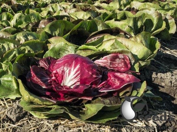 Насіння цикорію салатного качанного  Насіння цикорію салатного качанного