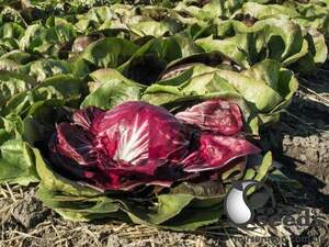 Насіння цикорію салатного качанного "Васарі/Vasari" 5000 с. Бейо (Bejo)