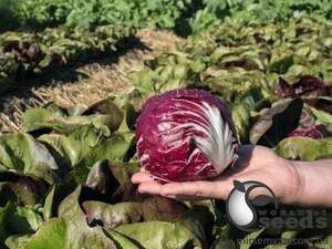 Насіння цикорію салатного качанного "Васарі/Vasari" 5000 с. Бейо (Bejo)