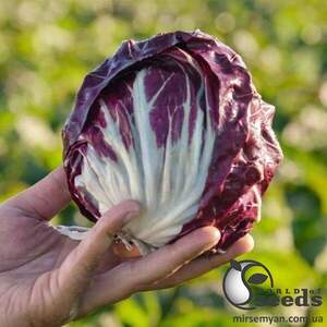 Насіння цикорію салатного качанного "Леонардо/Leonardo" 5000 с. Бейо (Bejo)