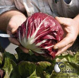 Насіння цикорію салатного качанного 