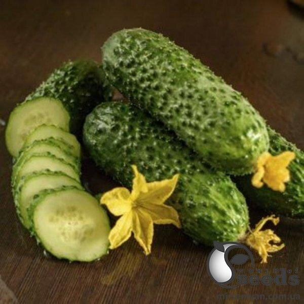 Насіння огірка "Абсолют F1/Absolut F1" 1 000 с. Бейо (Bejo) Насіння огірка "Абсолют F1/Absolut F1" 1 000 с. Бейо (Bejo)