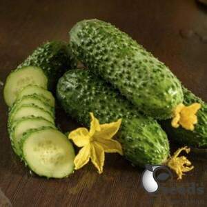 Насіння огірка "Абсолют F1/Absolut F1" 1 000 с. Бейо (Bejo)