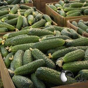 Насіння огірка "Абсолют F1/Absolut F1" 1 000 с. Бейо (Bejo)