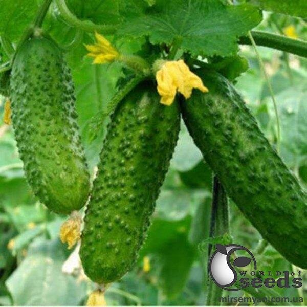 Огірок Огірок