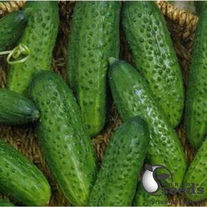 Огірок Огірок