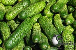 Огірок Огірок