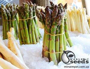 Спаржа "Кумулюс / Cumulus" F1 500 с., Бейо, (Bejo)