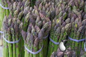 Спаржа "Кумулюс / Cumulus" F1 500 с., Бейо, (Bejo)