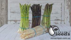 Спаржа "Кумулюс / Cumulus" F1 500 с., Бейо, (Bejo)