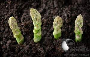 Спаржа "Бахус/Bacchus" F1 5 000 с., Бейо, (Bejo)