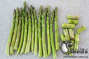 Спаржа "Сігнус/ Cygnus" F1 500 с., Бейо, (Bejo)