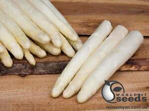 Спаржа "Сігнус/ Cygnus" F1 500 с., Бейо, (Bejo)