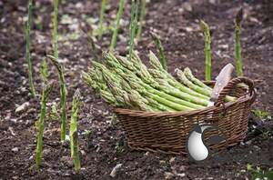 Спаржа 