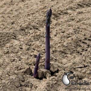 Спаржа Спаржа