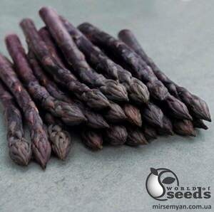 Спаржа "Ерасмус / Erasmus" F1 500 с., Бейо, (Bejo)