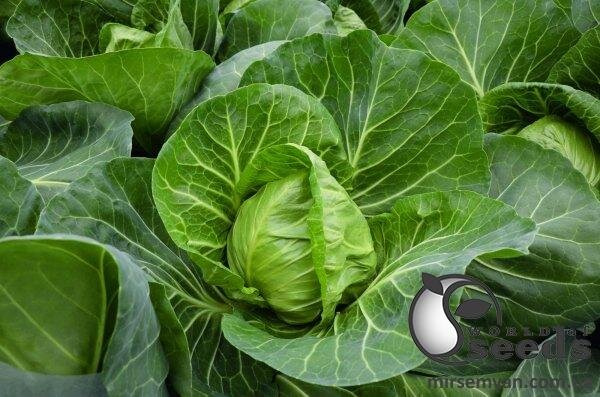 Капуста Капуста