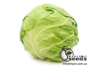 Капуста "Раніні/Ranini" F1 2 500 с., Бейо, (Bejo)
