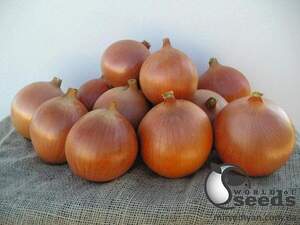 Цибуля "Мондела/Mondella" F1 250 000 с. Бейо (Bejo)