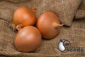 Цибуля "Бірді/Birdie" F1 250 000 с. Бейо (Bejo) Цибуля "Бірді/Birdie" F1 250 000 с. Бейо (Bejo)