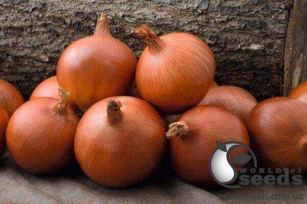 Цибуля Цибуля