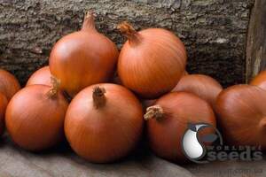 Цибуля "Мелорі / Mallory F1" F1 250 000 с. Бейо (Bejo)