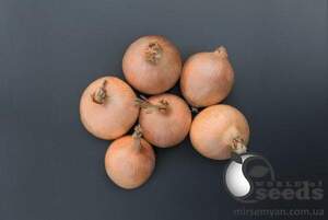 Цибуля "Орленда / Orlenda" F1 250 000 с. Бейо (Bejo)