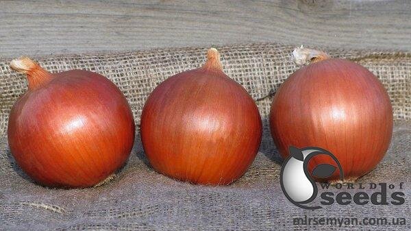 Цибуля Цибуля