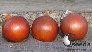 Цибуля "Сонома/Sonoma" F1 250 000 с. Бейо (Bejo)