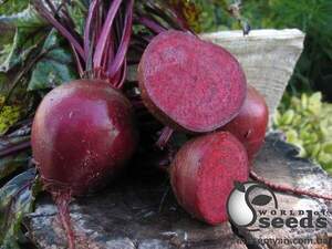 Буряк столовий "Маноло/ Manolo" F1 50 000 нас.  (Bejo)