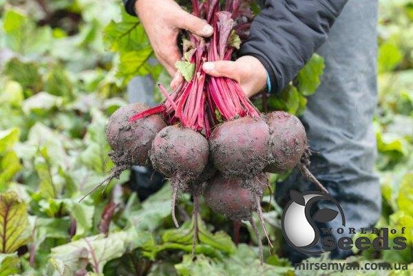 Буряк столовий Буряк столовий