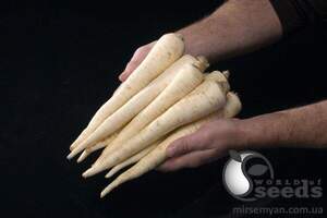 Петрушка коренева Арат/Arat  50 г  ( Bejo )