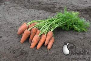 Морква "Курасао/Curacao" F1 (1,4-1,6 мм) 100 000 семена Бейо (Bejo)