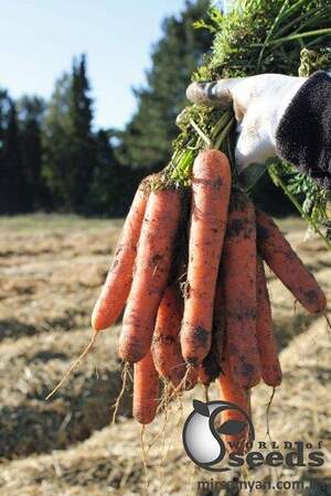 Морква "Натуна/Natuna" F1 (1,6-1,8 мм) 100 000 семена Бейо (Bejo)