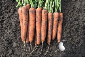 Морква "Норвей/Norway" F1 (1,6-1,8 мм) 100 000 семена Бейо (Bejo)