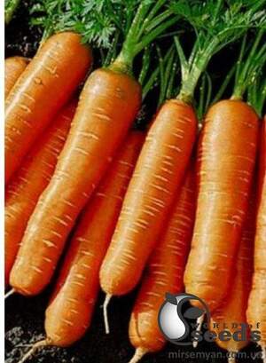 Морква "Балтімор / Baltimor F1" (1,6-1,8) 100 000 семена Бейо (Bejo)