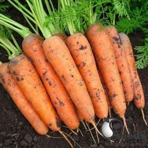 Морква "Балтімор / Baltimor F1" (2-2,2) 100 000 семена Бейо (Bejo) Морква "Балтімор / Baltimor F1" (2-2,2) 100 000 семена Бейо (Bejo)