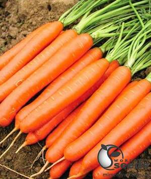 Морква "Білградо/Belgrado" F1 (1,4-1,6 мм) 100 000 с. Бейо (Bejo)