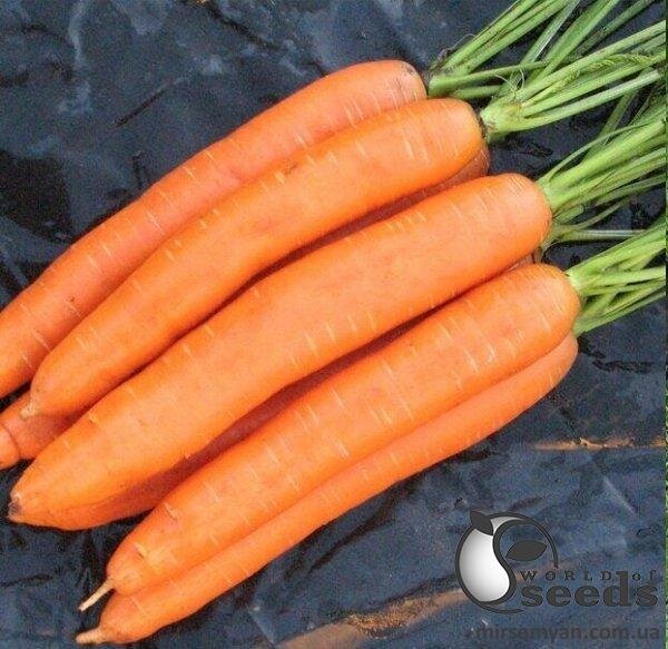 Морква Морква