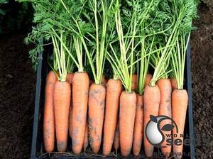 Морква "Берлін/Berline" F1 (1,4-1,6 мм) 100000 с. Бейо (Bejo) Морква "Берлін/Berline" F1 (1,4-1,6 мм) 100000 с. Бейо (Bejo)