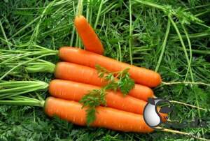 Морква "Канада/Canada" F1 (2-2,2 мм) 25 000 семена Бейо (Bejo)