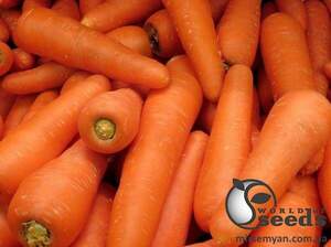 Морква "Канада/Canada" F1 (2-2,2 мм) 25 000 семена Бейо (Bejo) Морква "Канада/Canada" F1 (2-2,2 мм) 25 000 семена Бейо (Bejo)