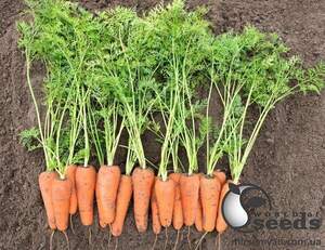 Морква Кесена F1 (1,4-1,6 мм) 100000 с. Бейо (Bejo)