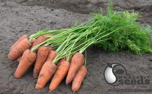 Морква "Курасао/Curacao" F1 (2-2,2 мм) 100 000 семена Бейо (Bejo)