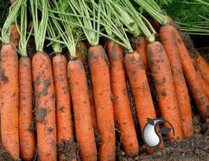 Морква "Наполі/Napoli" F1 (2-2,2 мм) 25 000 с. Бейо (Bejo)