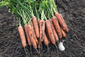 Морква "Натуна/Natuna" F1 (2-2,2 мм) 100 000 семена Бейо (Bejo)