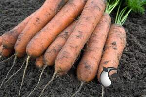 Морква "Номінатор/Nominator" F1 (2-2,2 мм) 100 000 семена Бейо (Bejo)