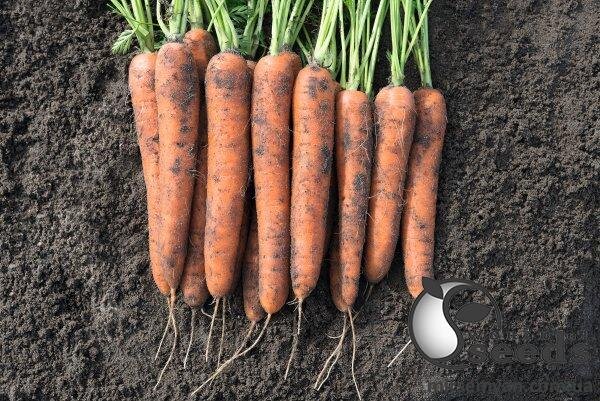 Морква Морква