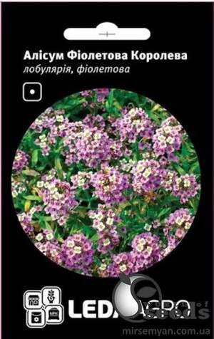 Аліссум (лобулярія) "Фіолетова королева" 0,2 г. Л