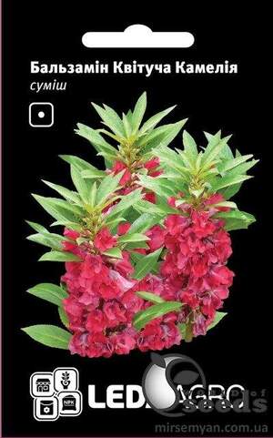 Бальзамін "Квітуча камелія", суміш 0,5г. (Hem Zaden BV Netherlands) Л